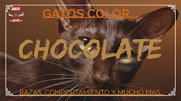 ¿Existen los gatos de chocolate?