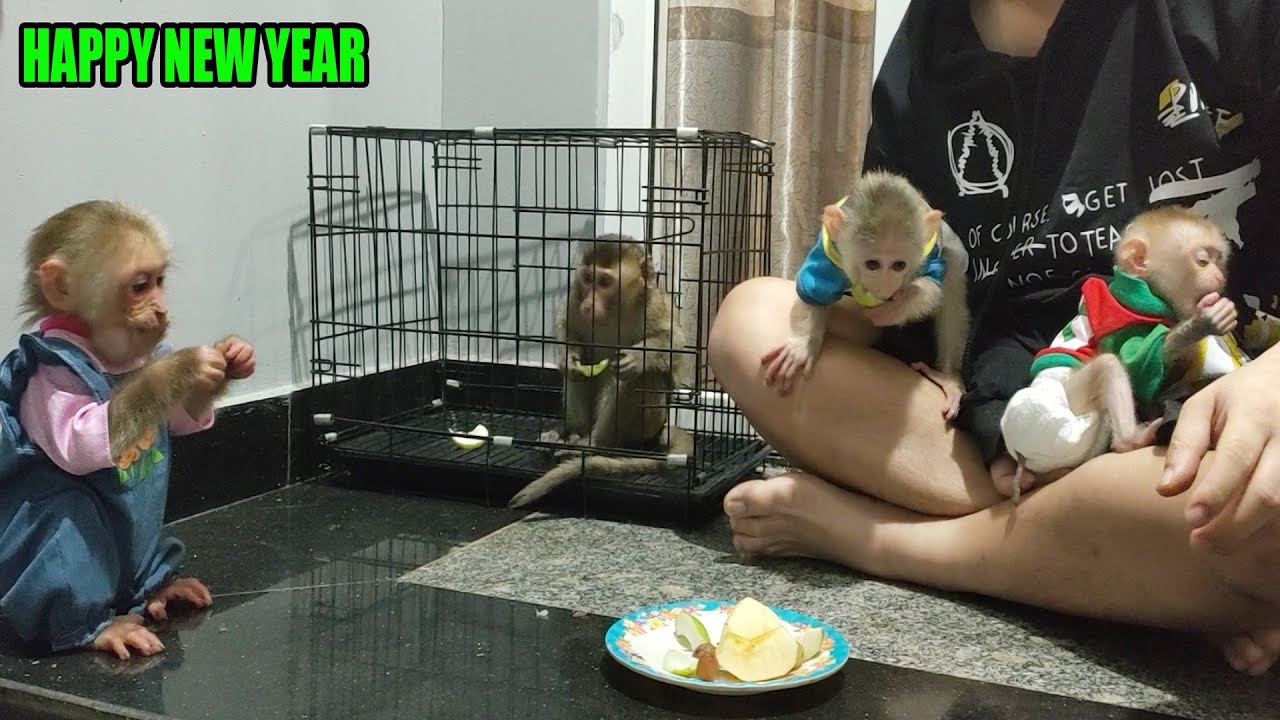 Poor monkey happily welcomes the new year with Dad after being rescued