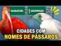 CIDADES com NOME DE PASSARINHOS | Quantas existem? Arapongas? Guaratuba? Acauã? Anhumas?