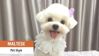 FREE GROOMING TIPS! Loki The Maltese Full Grooming | ASIAN CUTE DOGS