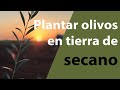 Cómo plantar olivos en tierra de secano