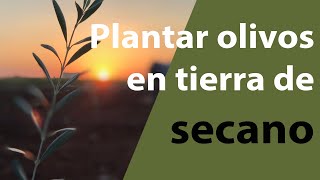 Cómo plantar olivos en tierra de secano