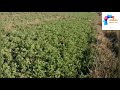 ياعشك الكاع/الاراضي الزراعيه العراقيه