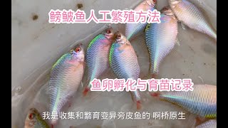 鳑鲏鱼人工繁殖方法 鱼卵孵化与育苗记录