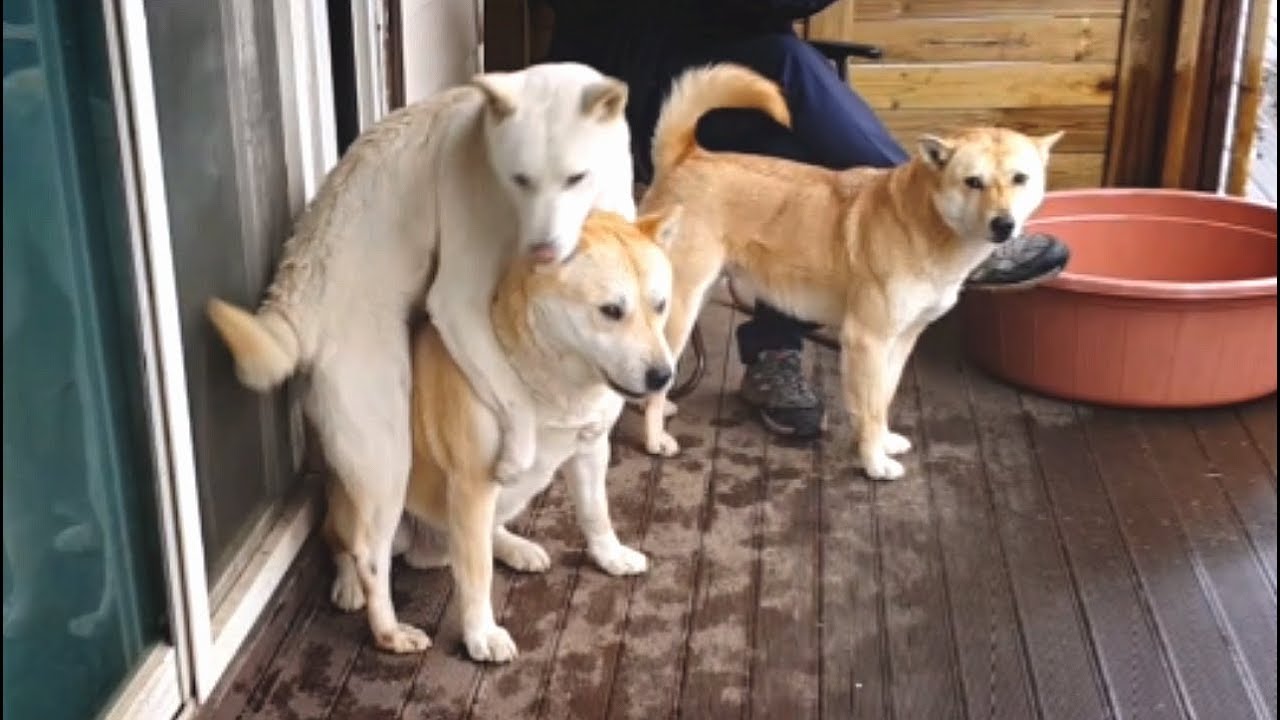 The dog couple which fall out the state of ennui in married puppy paradise