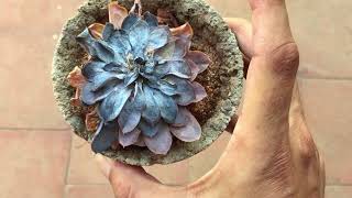 WHAT HAPPENED TO THIS SUCCULENT? SUCCULENT CARE TIPS