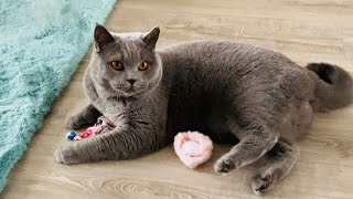 Funny adorable cute cat video playing ❤️🐾😍🥰🐈‍⬛ by British Shelby 16 views 2 years ago 2 minutes, 44 seconds