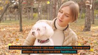 Best Tips To Care Your Maltese Dog