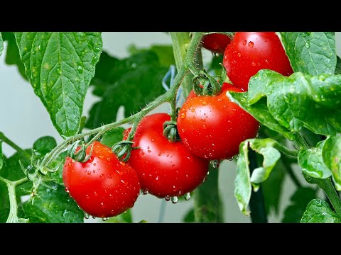 Wideo: Jak Uprawia Się Pomidory