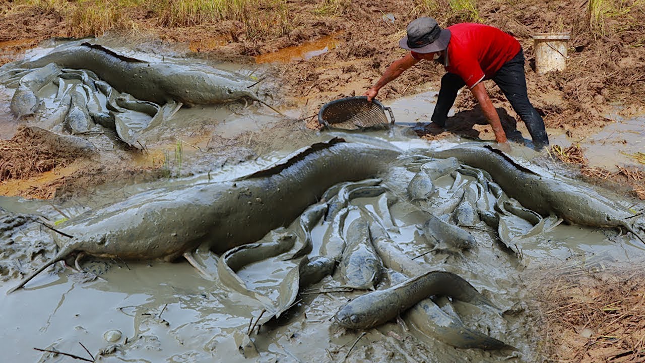 Amazing Catch Numerous Mud Fish In Deep Mud Holes Secrets Of Fishing amazing-catch-numerous-mud-fish-in-deep-mud-holes-secrets-of-fishing