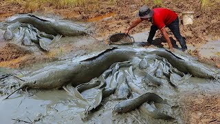 Amazing Catch: Numerous Mud Fish in Deep Mud Holes - Secrets of Fishing for Mud Fish!