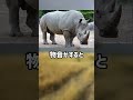ぴえん過ぎる生き物紹介　サイ　ショートver