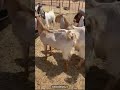 معزا مراح كلش ثنية حراج المملكة اكسبلور ترند Fyp Goat Automobile بيع وشراء Anmals السعودية معزا مراح كلش ثنية حراج المملكة اكسبلور ترند Fyp Goat Automobile بيع وشراء Anmals السعودية