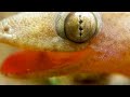 P 4 come guecko blanco común cantando desde pequeño vida habitos hemidactylus huevo cazando bebe sx