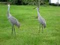 Sandhill crane