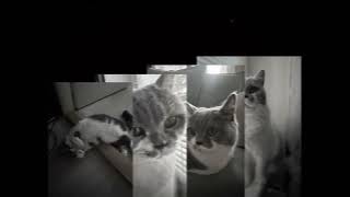 Top 8 best Cat in the world