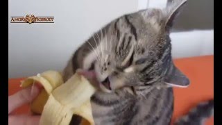 Коты и бананы) Коты и бананы)