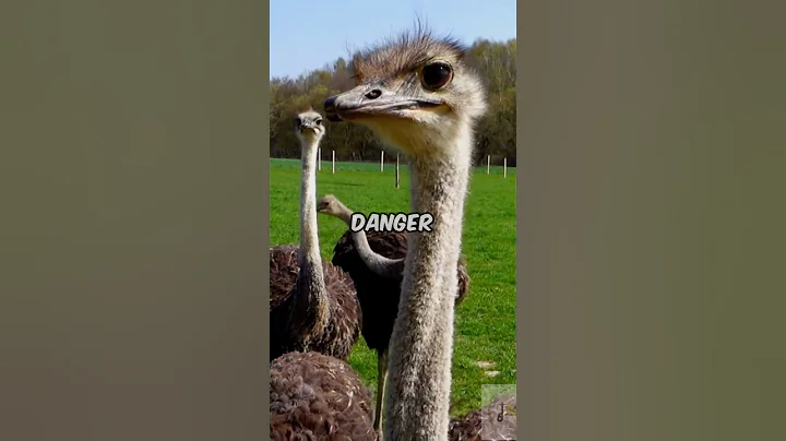 Ostrich myth explained 🦩: why they DON’T hide their heads in the sand 😮
