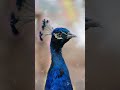 Beautiful peacock peacock
