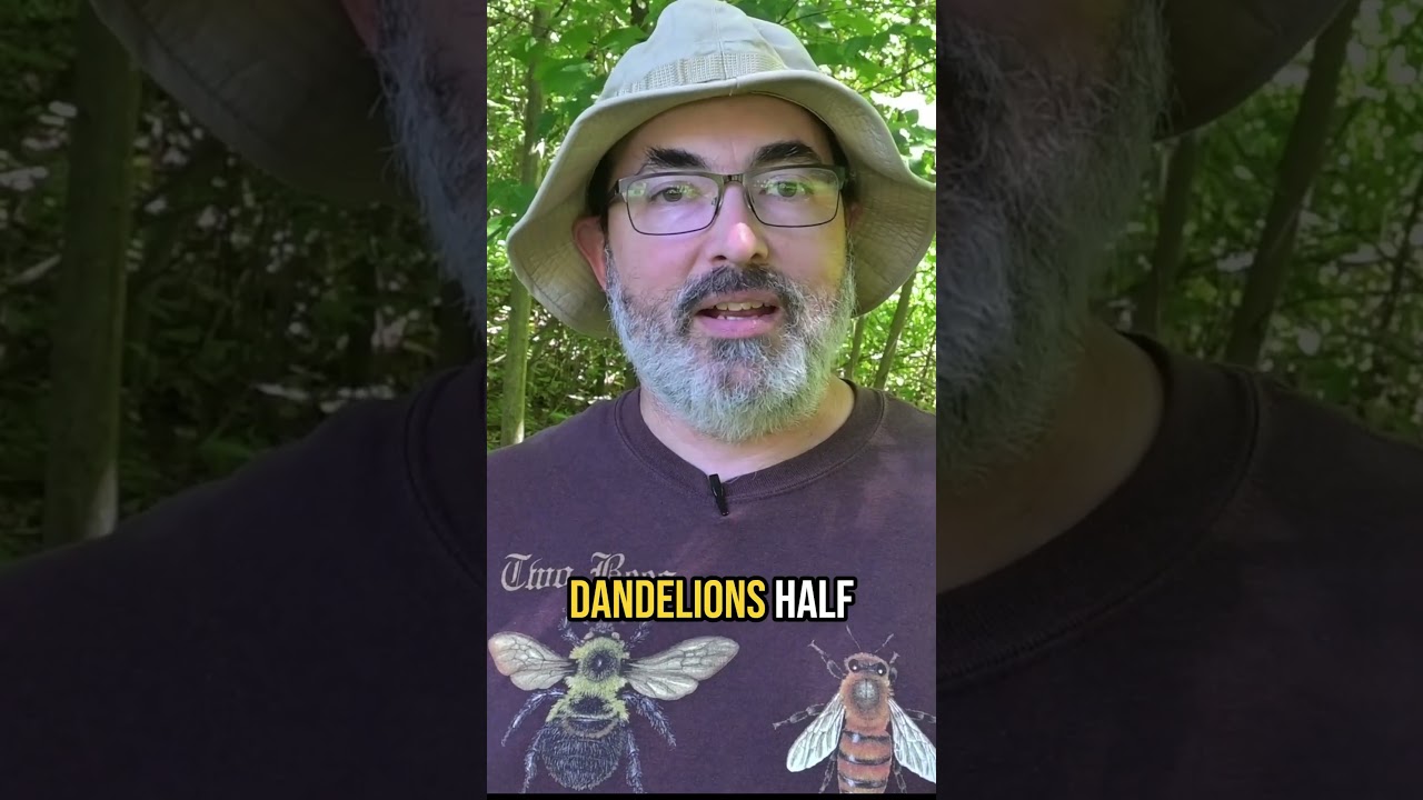 The TRUTH About Dandelions and Pollinators!