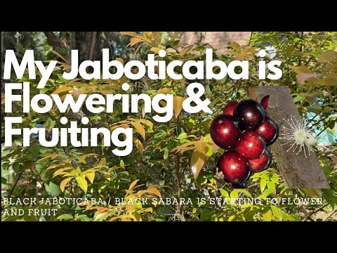 Video: Jaboticaba - Biljka Sa Plodovima Na Deblu