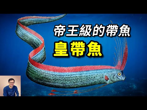 體長超過10米，相貌極其魔幻，深海巨物之一，帶魚中的帝王——皇帶魚【老肉雜談】