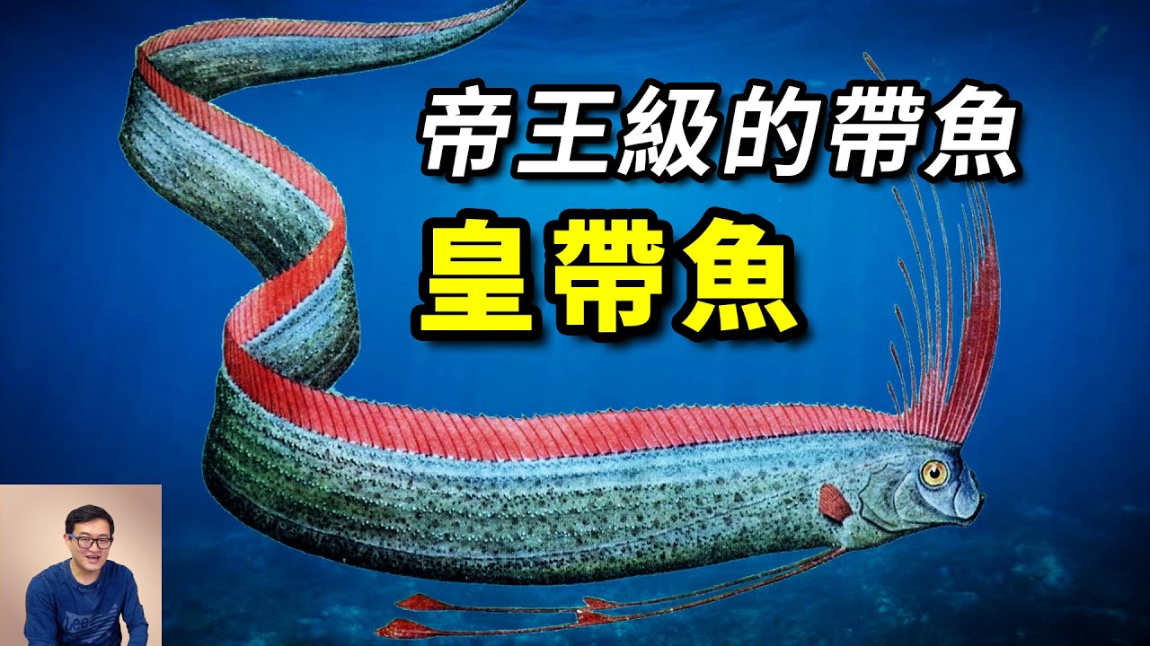 俗稱「地震魚」，體長超過10米，相貌極其魔幻，深海巨物之一，帶魚中的帝王——皇帶魚【老肉雜談】#動物 #野生動物 #海洋生物 #魚 #fish