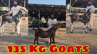 Sabse Bade Bakro Ka Collection | Classic Goat Farm | Heaviest Self Feeding Goats | Nadeem Bhai.
