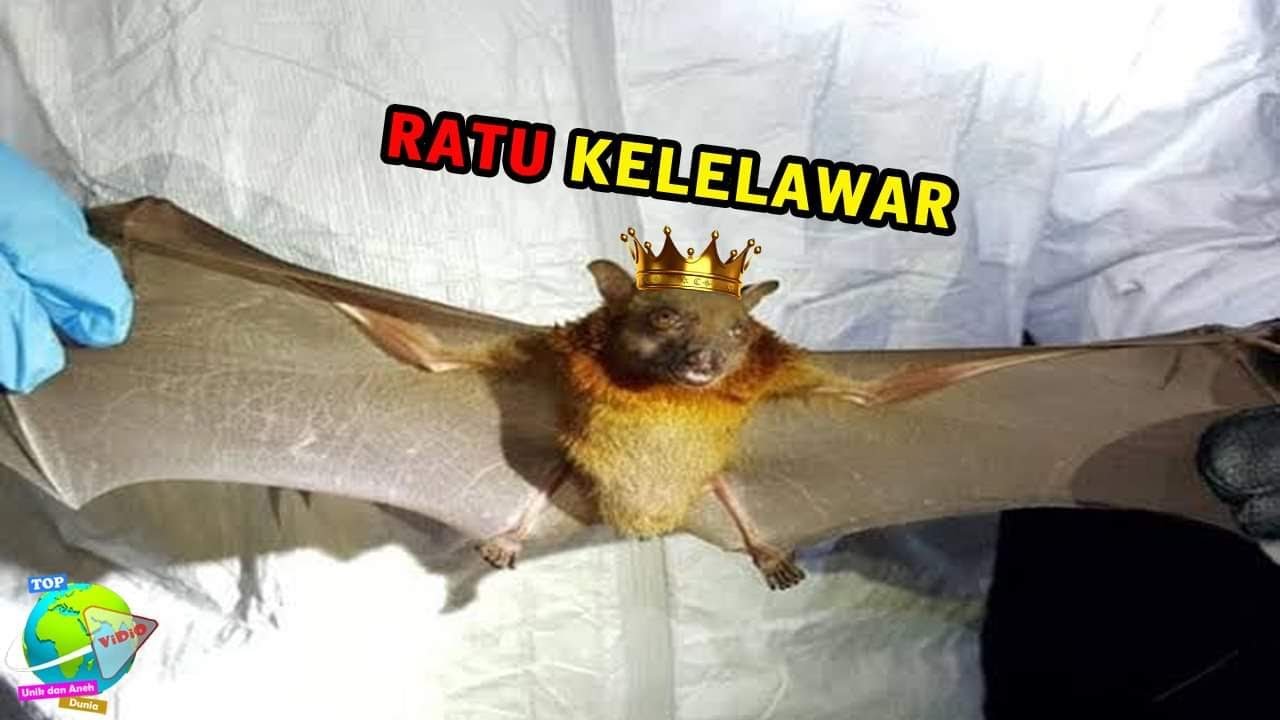 Kelelawar Bermahkota Emas Langka Bermunculan Hewan  Aneh 