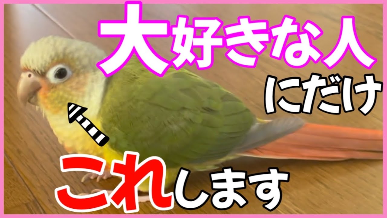 ウロコインコが大好きな人にだけ見せる行動・愛情表現20選！