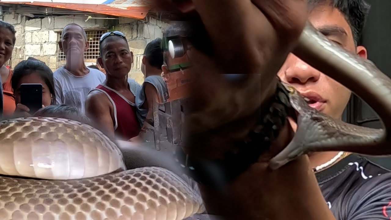 NATUKLAW SI COBRA PRINCE