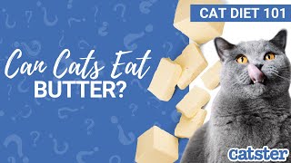 Can Cats Eat Butter? Cat expert explains!