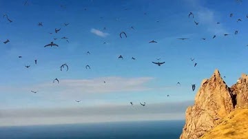 flock of birds   maya instancing