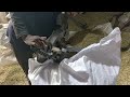 Video Image