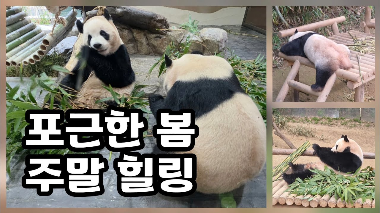 🗓20260227 바오패밀리 🎦포근한 봄 주말 힐링🎦 💕🐼러바오🐼아이바오🐼루이바오🐼후이바오💕