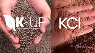 Teste de Distribuição K-UP x KCl