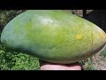 Mango Gigante | Mango Papaya | Mangifera