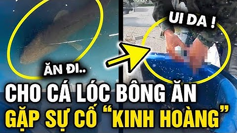 Quay video cảnh CHO CÁ LÓC BÔNG ĂN, chàng trai bất ngờ gặp SỰ CỐ K.I.NH HOÀNG | Tin 3 Phút