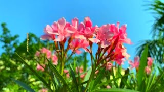 Beautiful Nature Flowers 🌺🌹 Natural Beauty 🍃💐