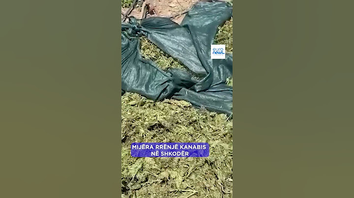 Mijëra rrënjë kanabis në Shkodër