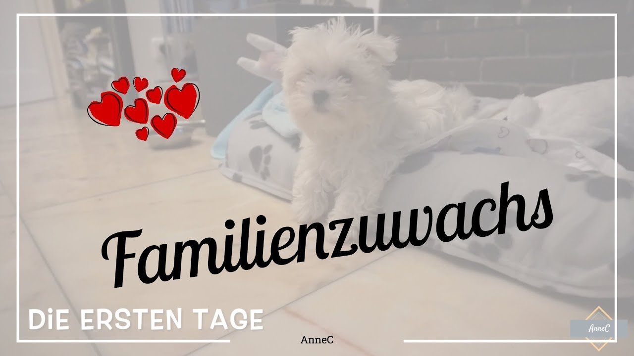 WIR BEKOMMEN NACHWUCHS | Welpenabholung | AnneC - YouTube WIR BEKOMMEN NACHWUCHS | Welpenabholung | AnneC - YouTube