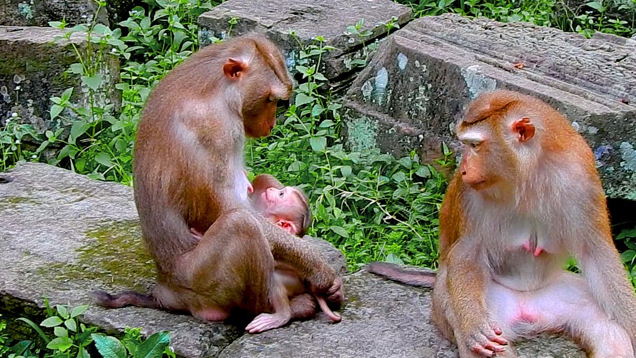 Breaking News// Libby is breastfeeding LYNX because she fell in love with baby LYNX