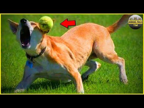 45 Animal Fails