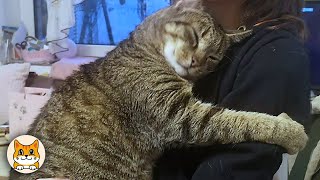 Download Lagu When a Stray Cat Chooses You, It’s Forever 😻 MP3 Download Lagu When a Stray Cat Chooses You, It’s Forever 😻 MP3