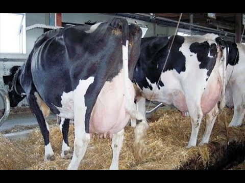 Video: Kako Odabrati Kravu