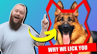 Why GERMAN SHEPHERD LICK You