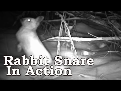 Snowshoe Hare Rabbit Snaring on Trail Camera