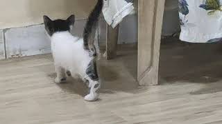 Tiny kitten pudding is crying to find mother cat | billee ka bachcha Apne maan ko dhond kar raha hai Net Worth