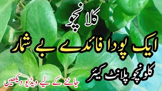 How To Grow kalanchoe plant from Leaves and his benefits |Urdu, hindi |#garden #mariakitchengarden