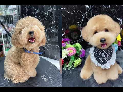 ตัดพุดเดิ้ลทอยทรงตุ๊กตาหมีน่ารัก